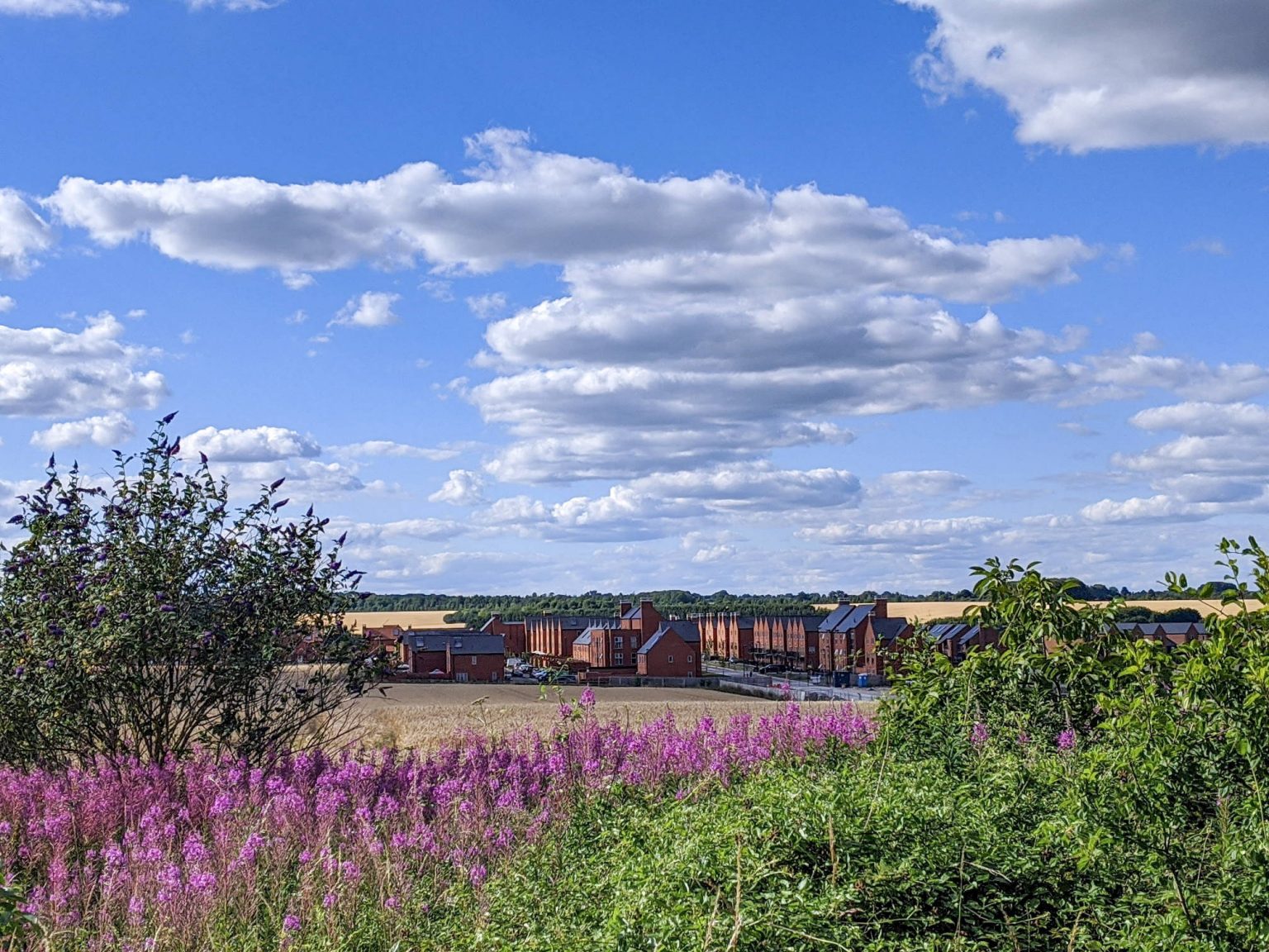 Barton Meadows walk3 wildflowers and deer walkWINCHESTER