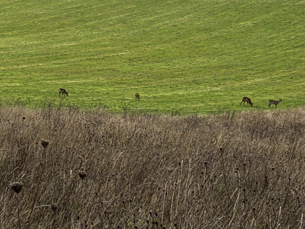 Deer are back on Barton Meadows (October 2020)