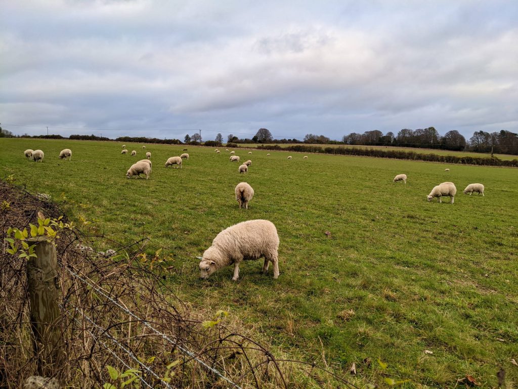 sheep grazing on meadows